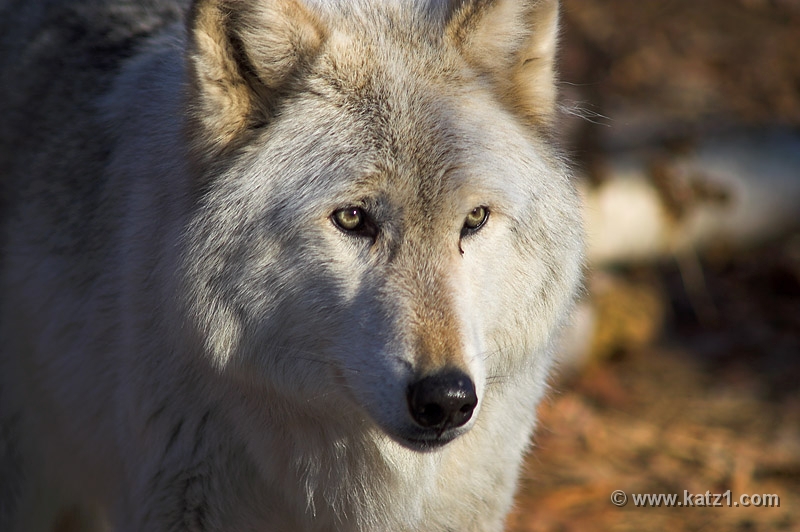 Arctic Wolf 039